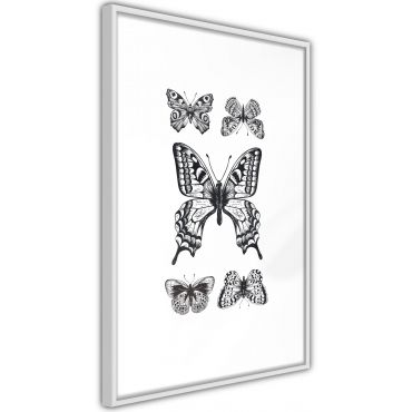 Плакат - Колекция пеперуди IV